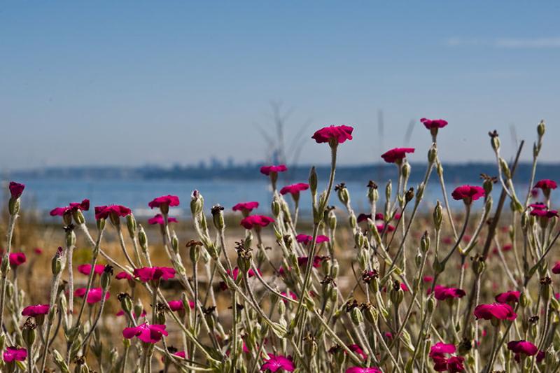 Looking east to Seattle from Blake Island