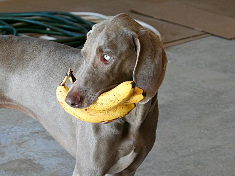 Me like bananas