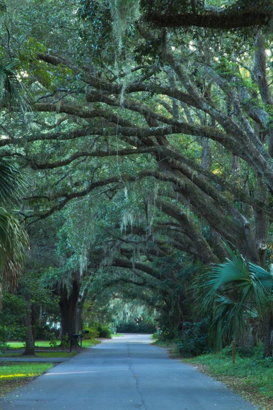 oaks over street