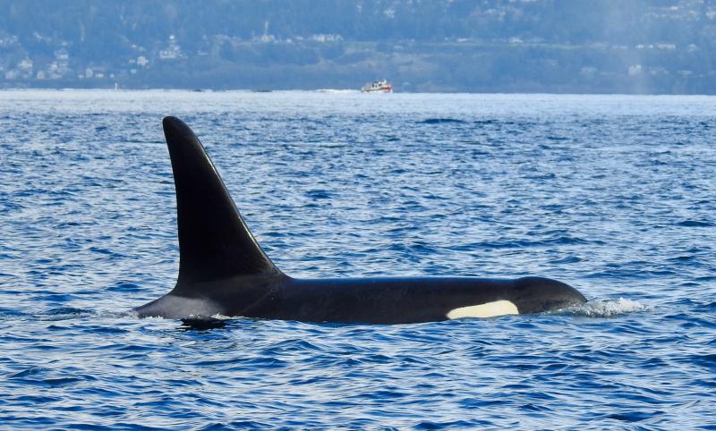 orca 2