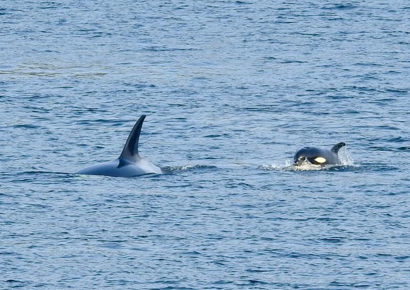 orca baby