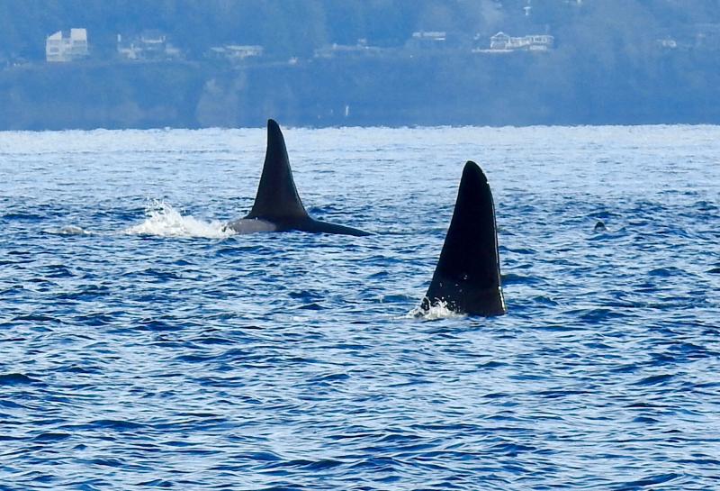 orca1