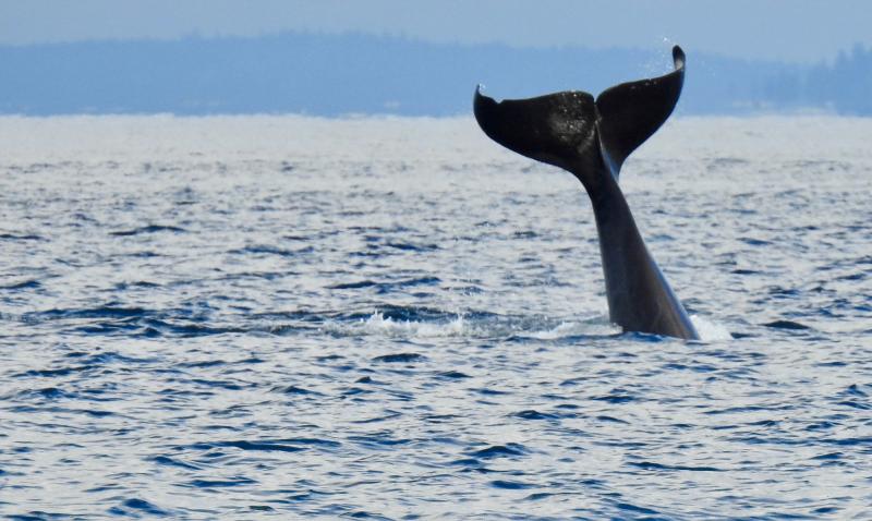 orca3