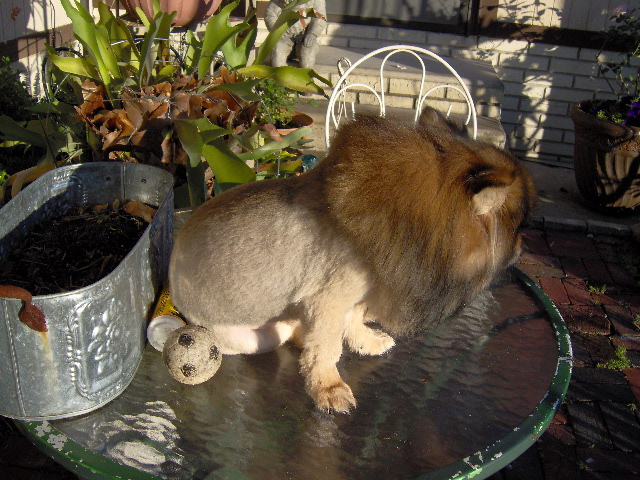 Pooh Bears Lion look 008