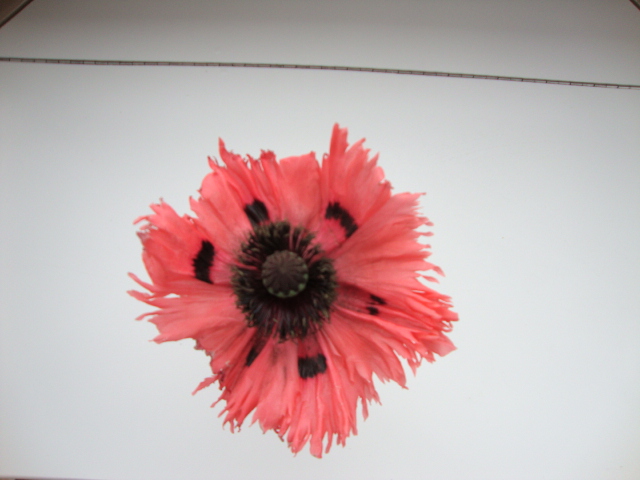Poppy given by Janet (Dreamer) to add to the cedar bough for the christening.