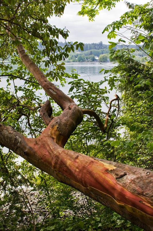 Poulsbo waterfront park overlook on Liberty Bay