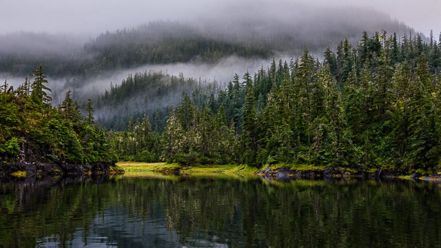 Rain Forest