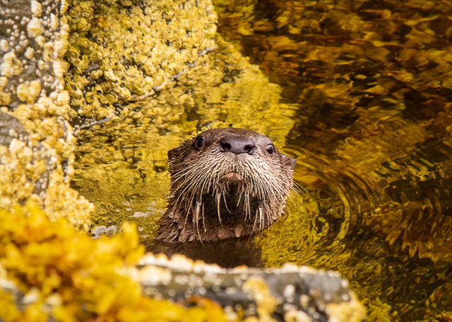 River Otter