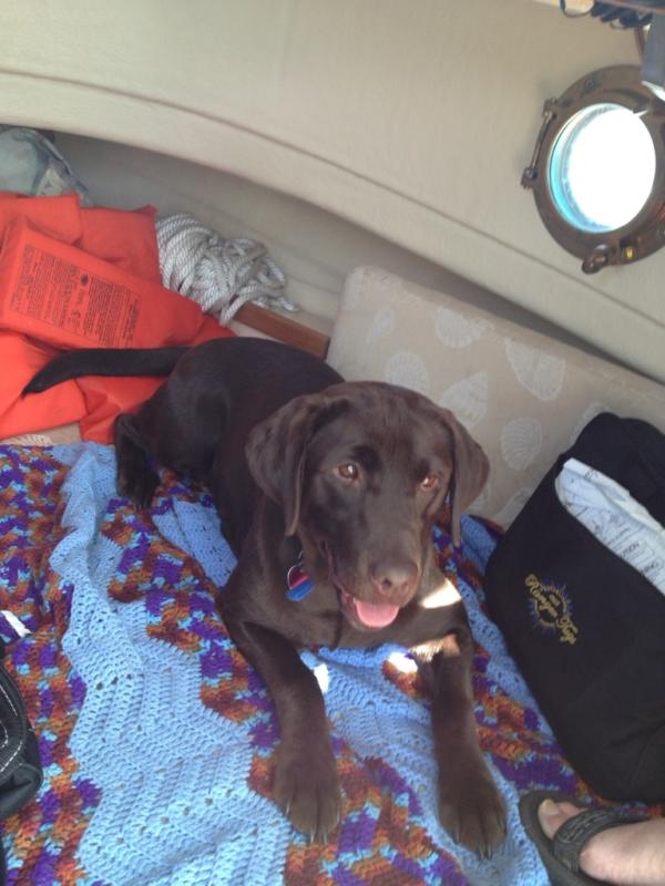 Sable in the V-berth