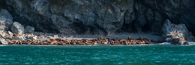 Sea Lion Beach on Glacier Island