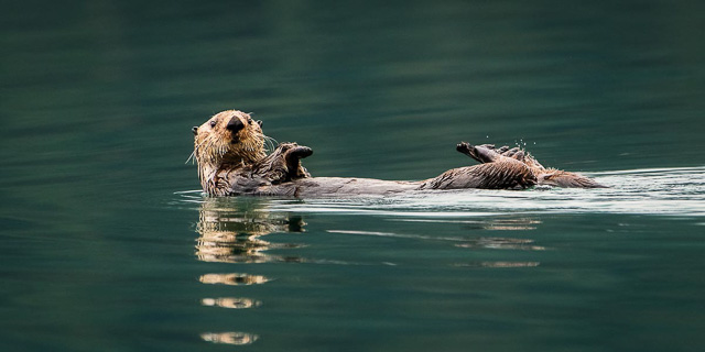 Sea Otter