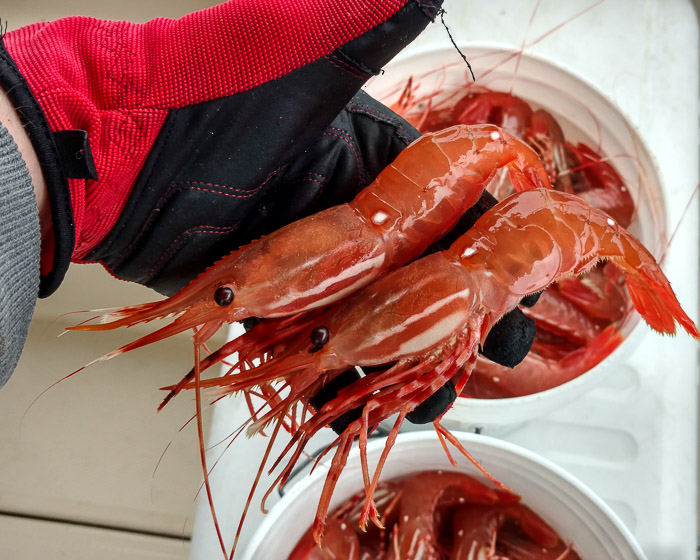 Shrimping_2