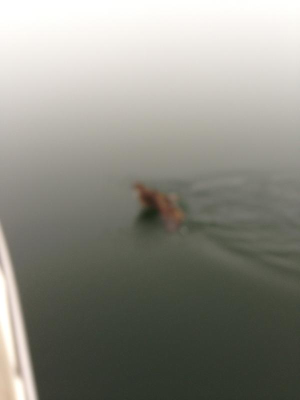 Stranded Owl desperately attempting to board