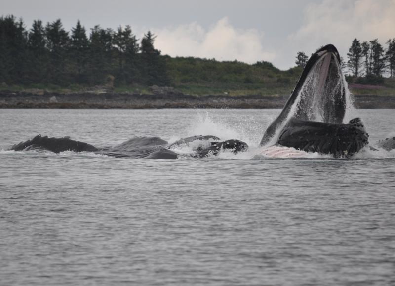 Super-sized mouth