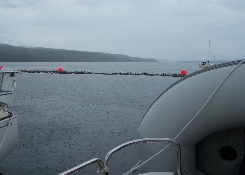 vaca 2009 293