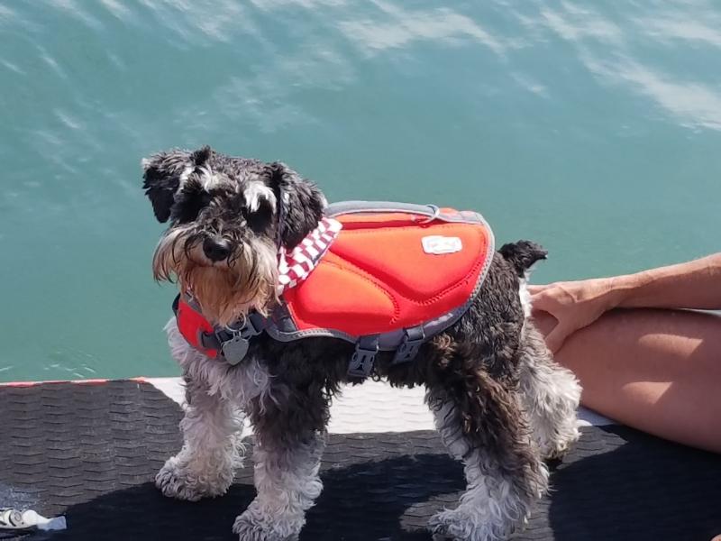 Water Dog