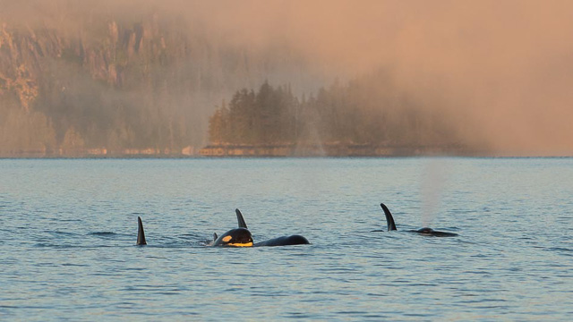 Whale of a Morning