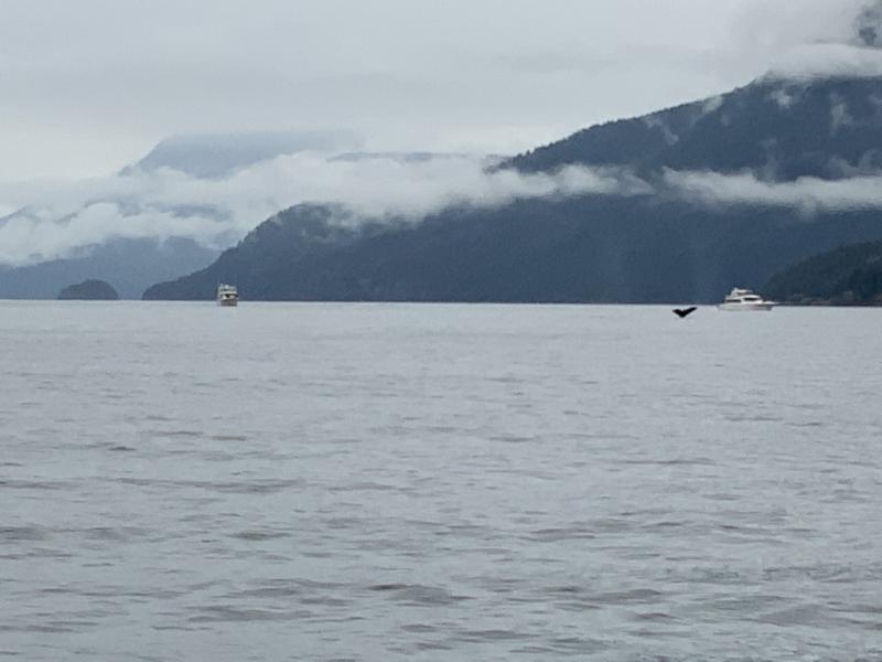 Whales #4