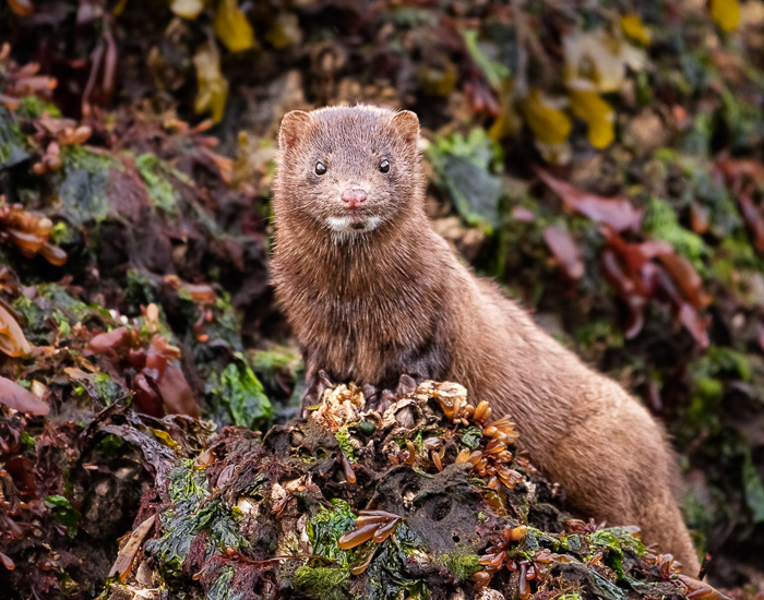 Wildlife_1