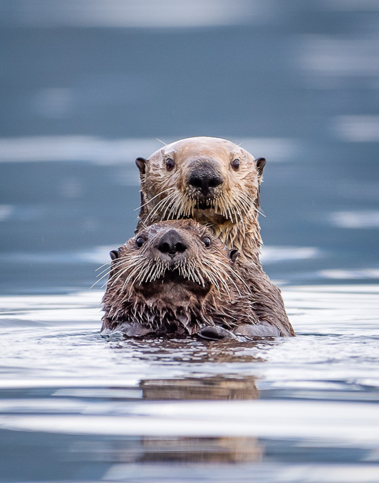 Wildlife_2