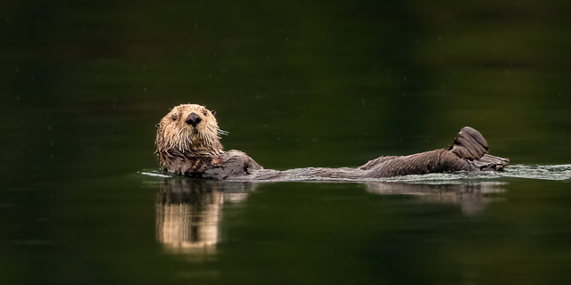 wildlife_3