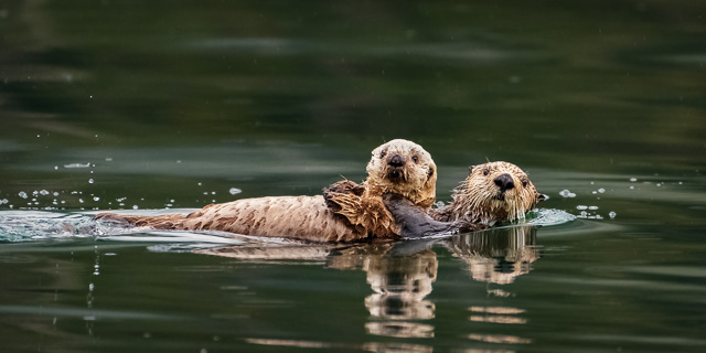 wildlife_4