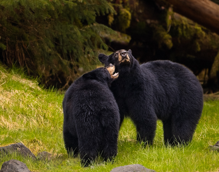 Wildlife_4