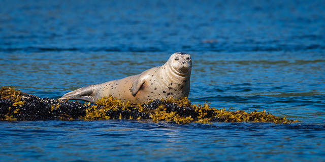 wildlife_5