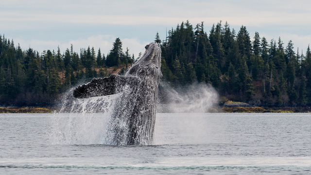 wildlife_6